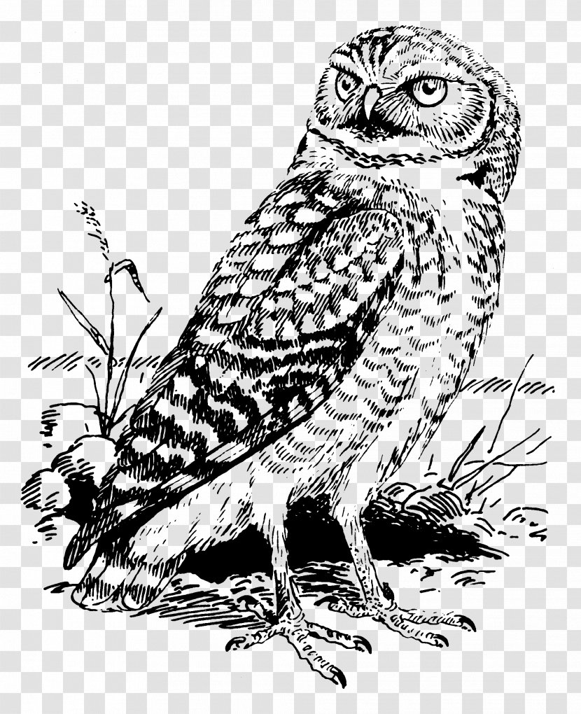Tawny Owl Great Horned Burrowing Clip Art - Drawing - Vector Embroidery Transparent PNG