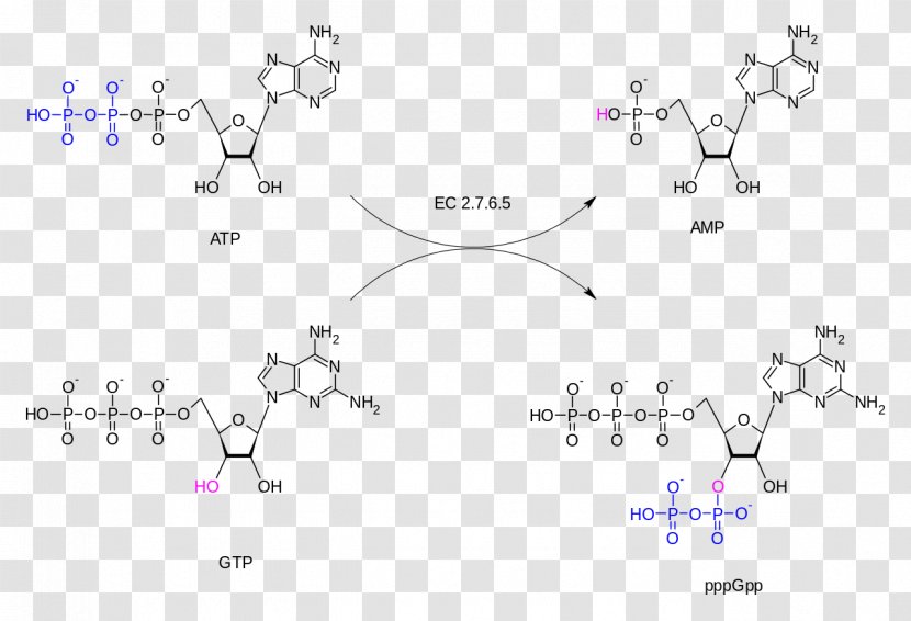 Guanosine Triphosphate Adenosine GTP Diphosphokinase Diphosphate - Catalysis - Consulier Gtp Transparent PNG