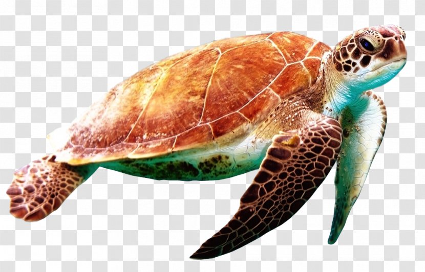 Green Sea Turtle World Day Transparent PNG