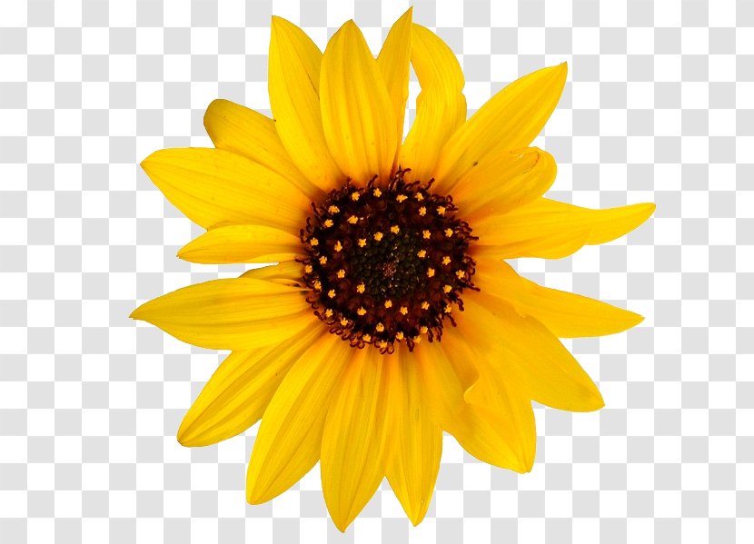 Common Sunflower Clip Art Image Vector Graphics - Getty Images - Flower Transparent PNG