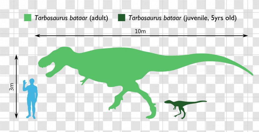 Tarbosaurus Daspletosaurus Albertosaurus Argentinosaurus Ceratosaurus - Fossil - Dinosaur Transparent PNG
