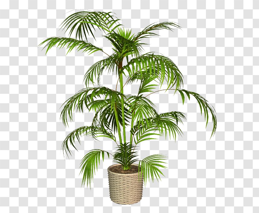 Babassu Asian Palmyra Palm Trees Coconut Flowerpot - African Oil Transparent PNG