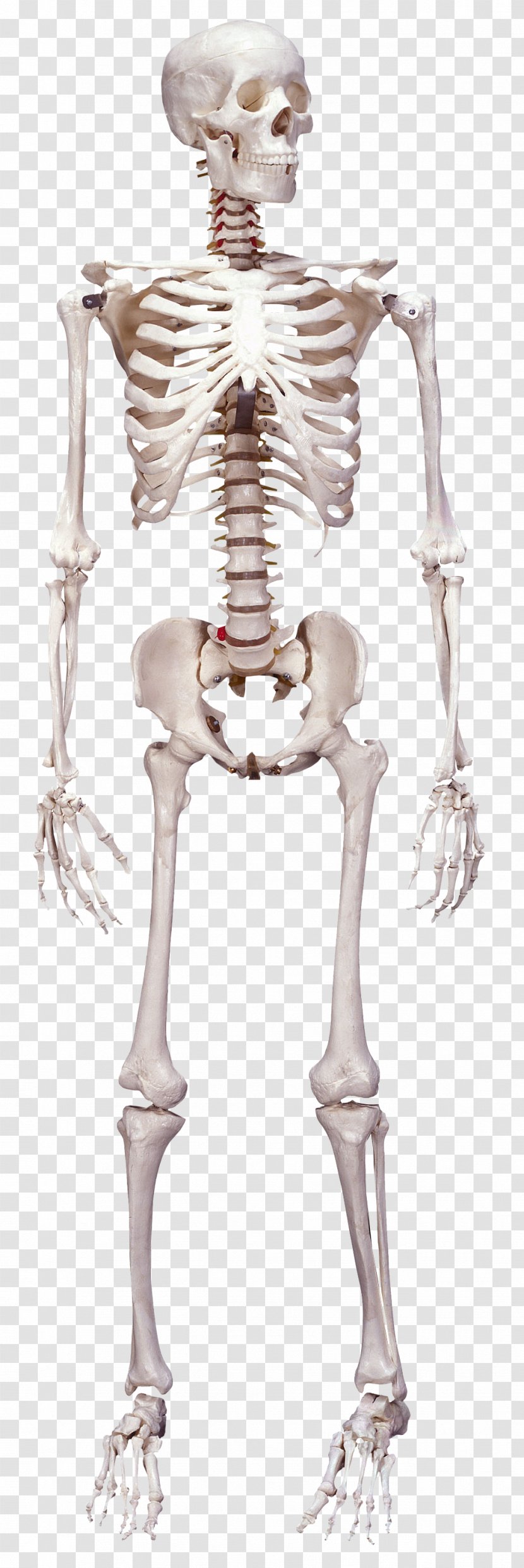 Human Skeleton Body Bone Anatomy - Silhouette Transparent PNG