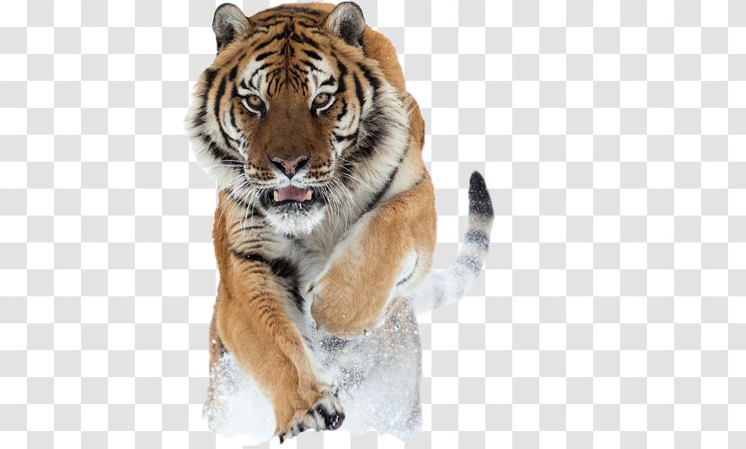 Lion Siberian Tiger Quotation Big Cat Transparent PNG