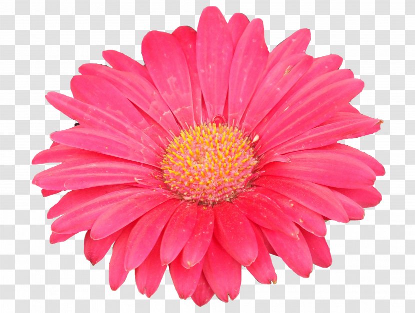 Transvaal Daisy Common Flower Plant Symbolism Stock Photography - Chrysanthemum Flowers Transparent PNG