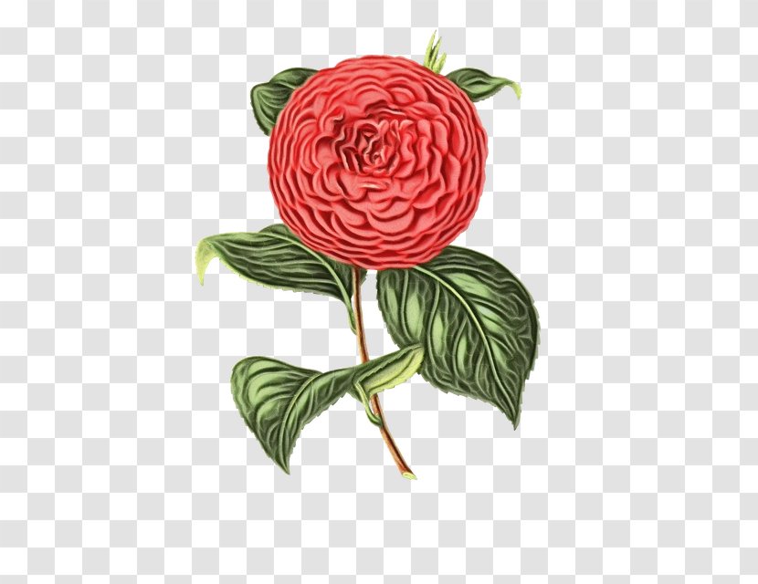 Rose - Paint - Camellia Japanese Transparent PNG