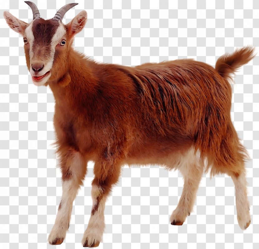 Pygmy Goat Rove Toggenburg Boer Golden Guernsey - Livestock - Cowgoat Family Transparent PNG