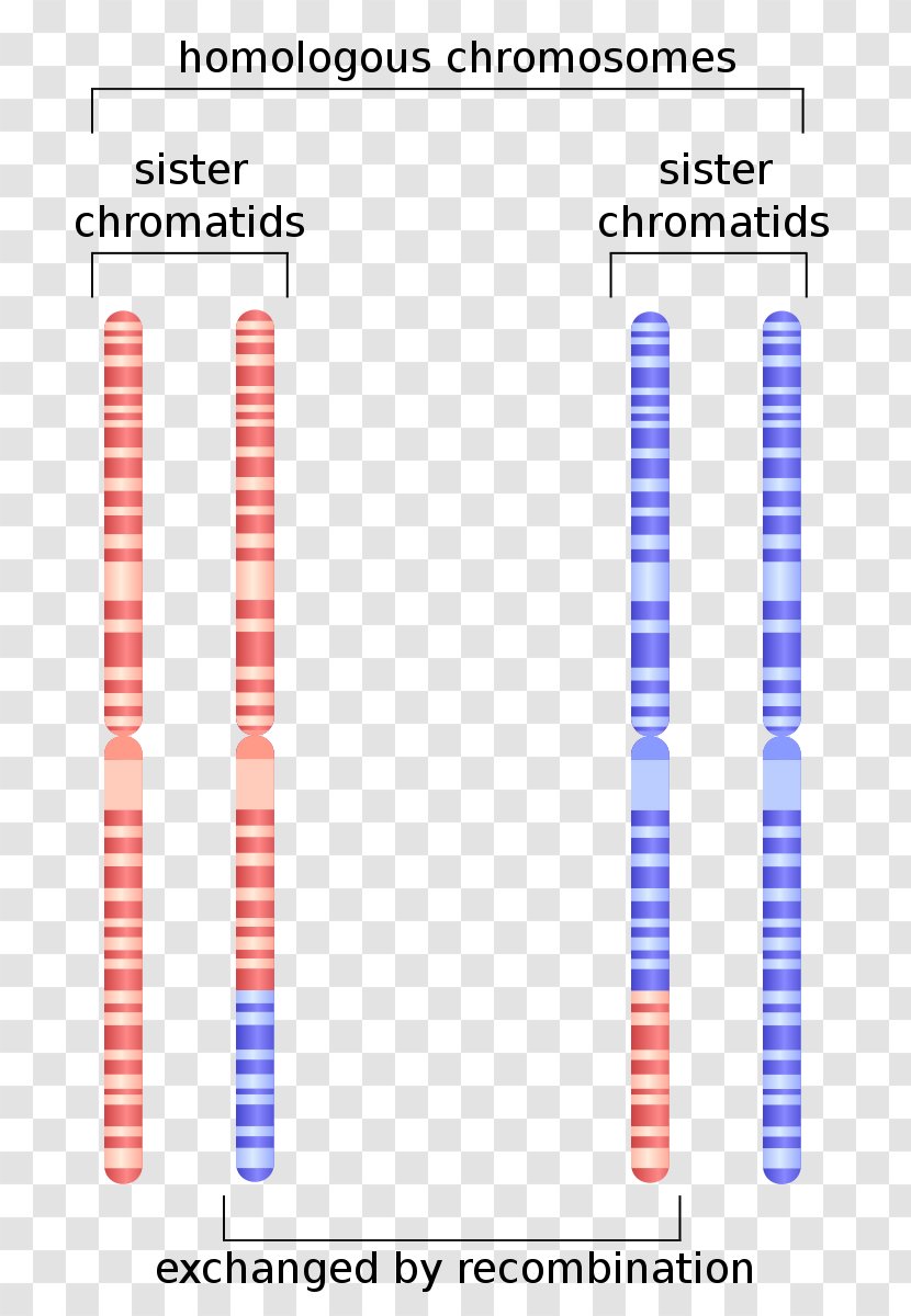 Sister Chromatids Homologous Chromosome Genetic Recombination - Diagram Transparent PNG