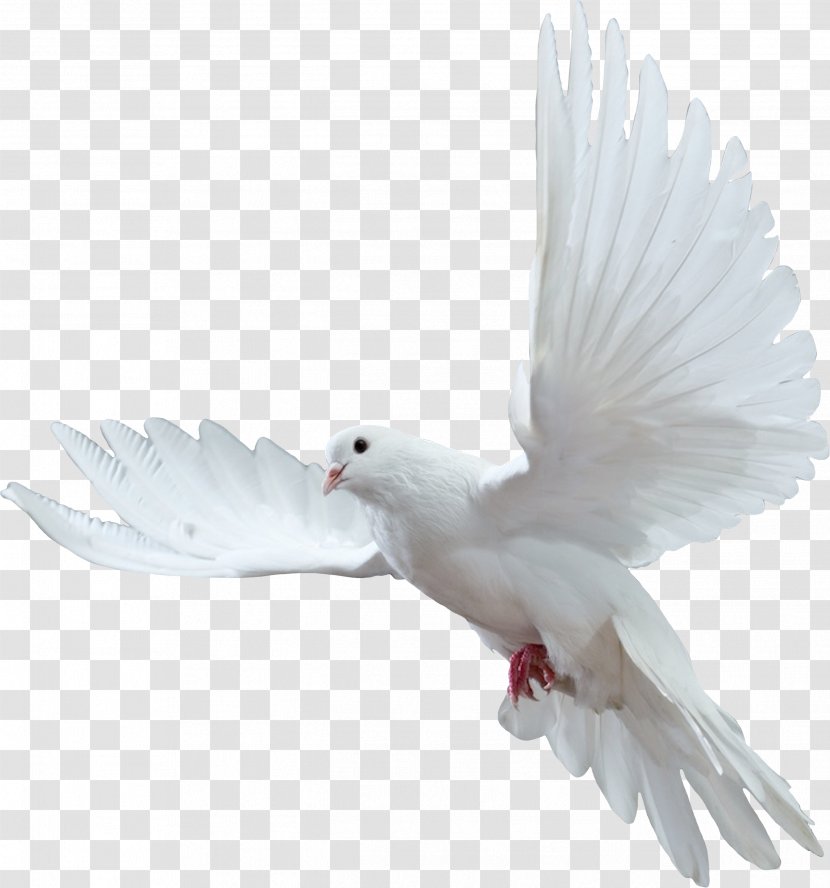 Rio Grande Do Norte Christmas Easter - Wing - White Pigeon Transparent PNG