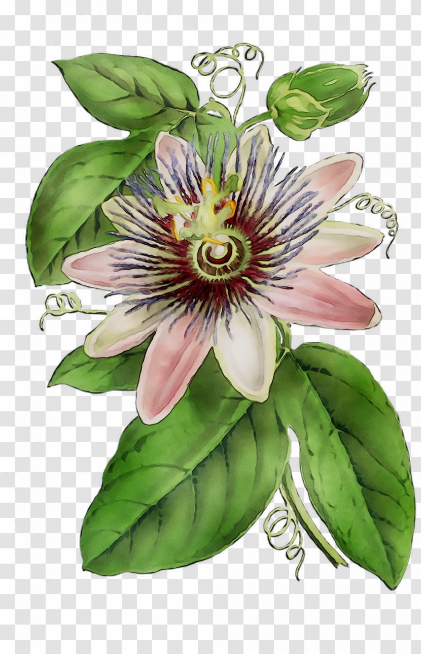 Purple Passionflower Granadilla Lily Of The Incas Passion Flower - Clematis - Giant Transparent PNG