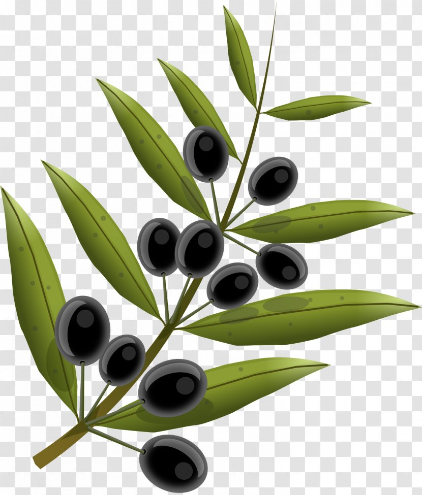 Olive Oil Leaf - Laurel Wreath - Watercolor Branch Transparent PNG