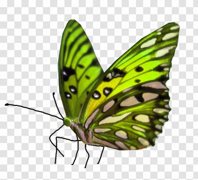 Butterfly Reverse Glass Painting Clip Art Transparent PNG