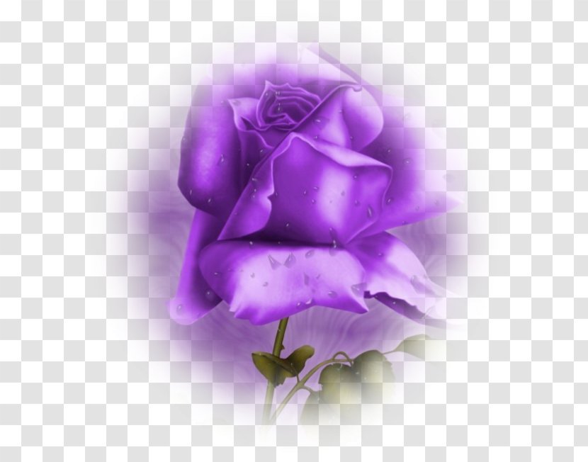 Thought Flower Violet Garden Roses - Tree Transparent PNG