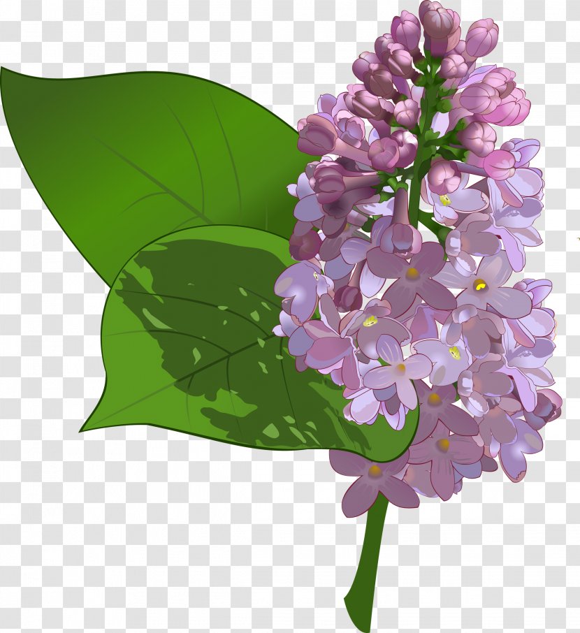 Common Lilac Flower Clip Art - Plant Transparent PNG