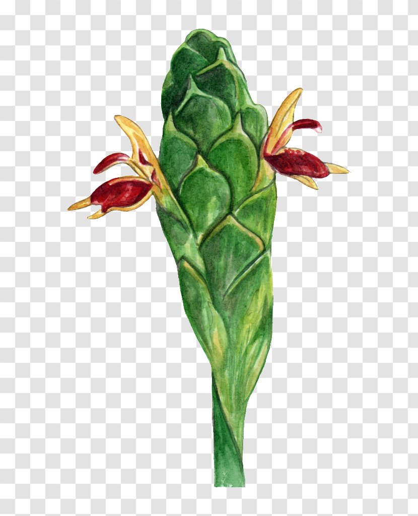 Ginger Ginseng Root Flowering Plant Transparent PNG