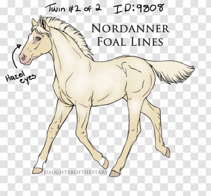 Foal Mustang Pony Stallion Mane - Mammal - Rare Meteorites Transparent PNG