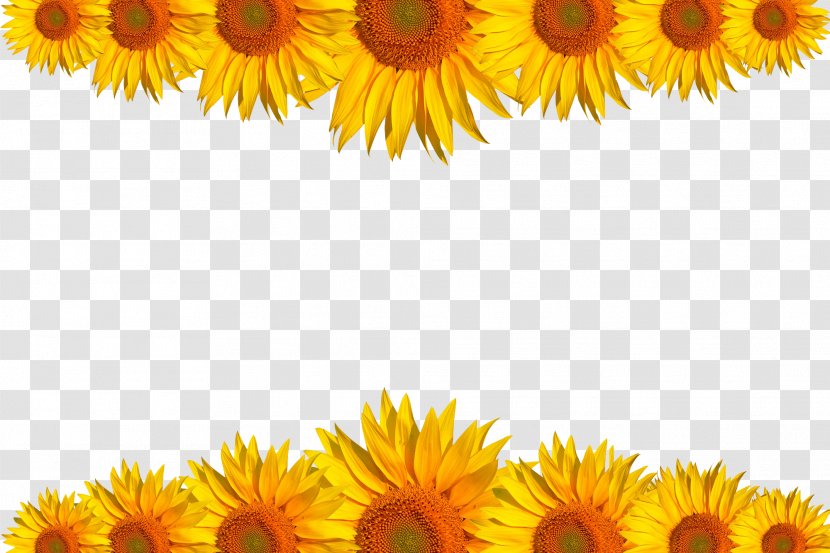 Common Sunflower Download Computer File - Petal - Sunflower,background Transparent PNG