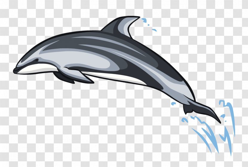 Common Bottlenose Dolphin Short-beaked White-beaked Tucuxi Wholphin - Marine Mammal Transparent PNG