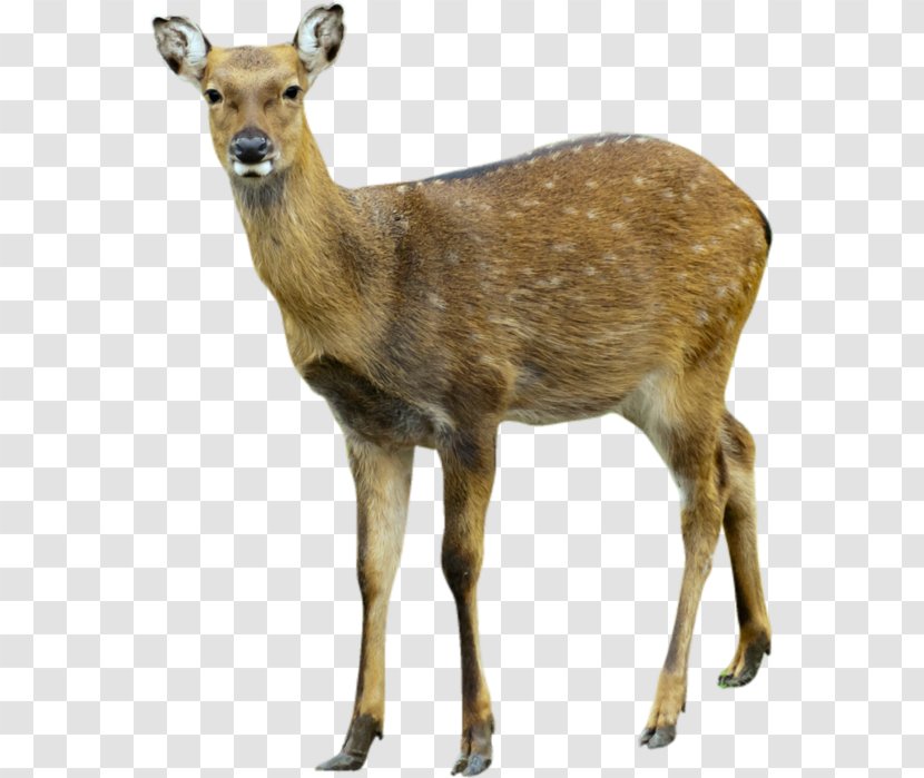Deer Moose - Sticker - Image Transparent PNG