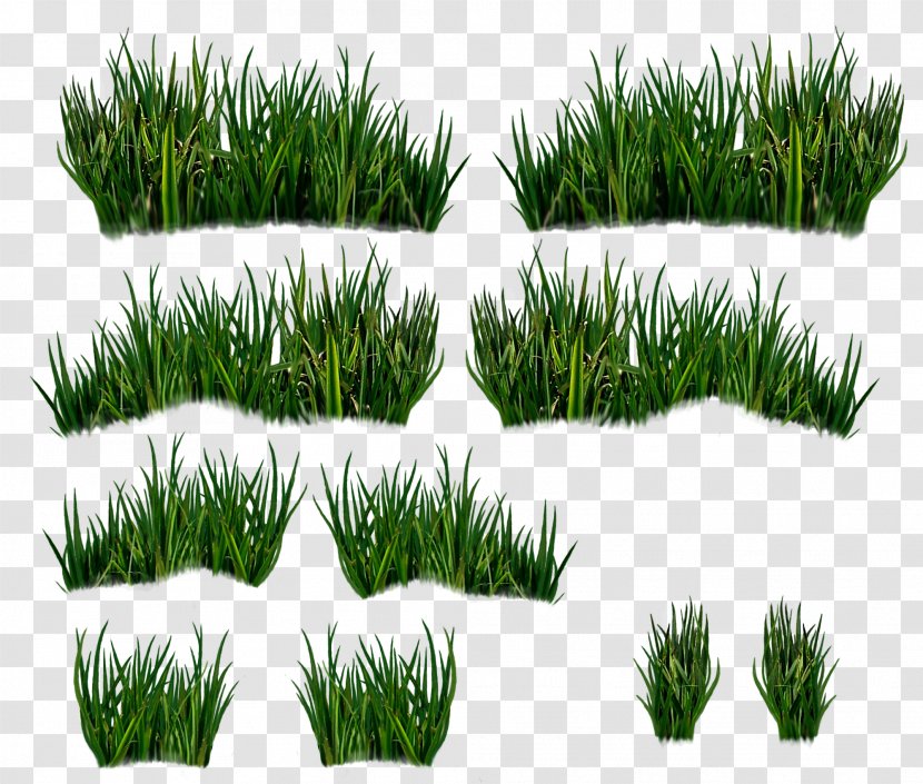 Vetiver Wheatgrass Vegetation Commodity Lawn - Chrysopogon Zizanioides Transparent PNG
