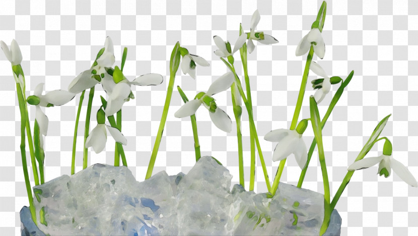 Snowdrop Flower Galanthus Plant Grass Transparent PNG