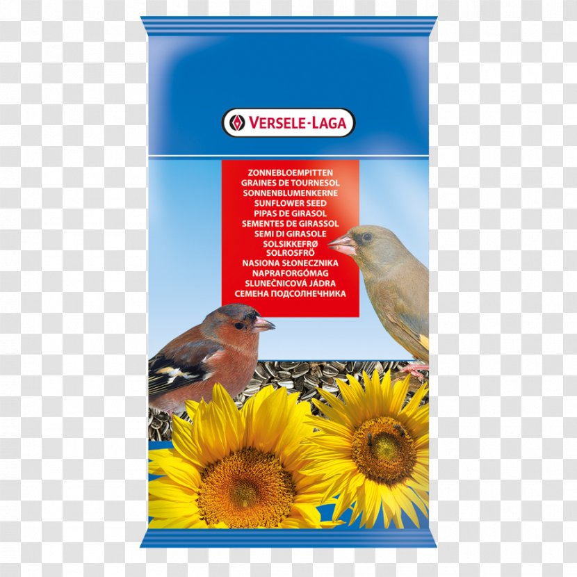 Bird Food Common Sunflower Seed Transparent PNG