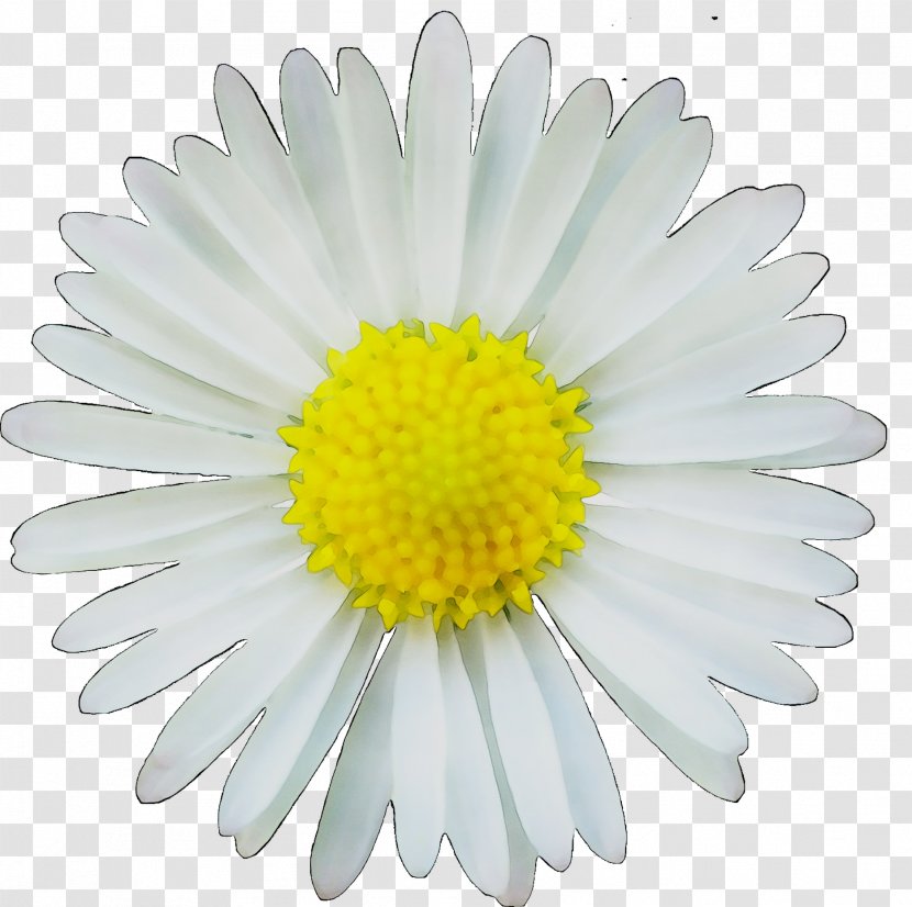 Clip Art Image Common Daisy Drawing - Yellow - Barberton Transparent PNG