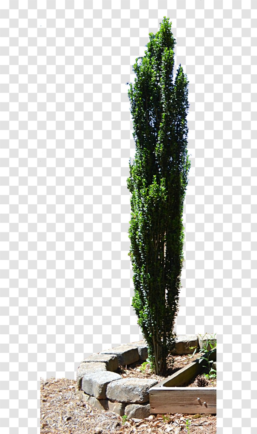 Spruce Mediterranean Cypress Evergreen Tree Planter Transparent PNG