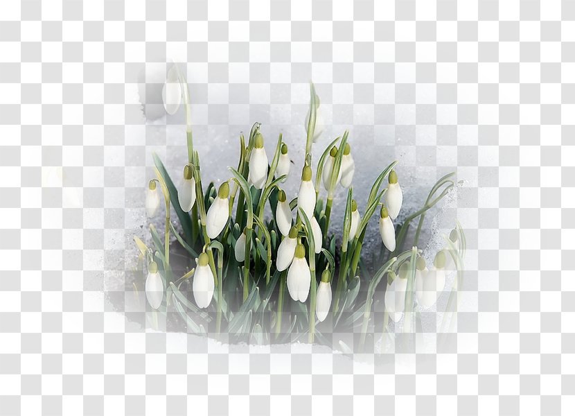 Spring Daytime Flower Snowdrop - Bouquet Transparent PNG