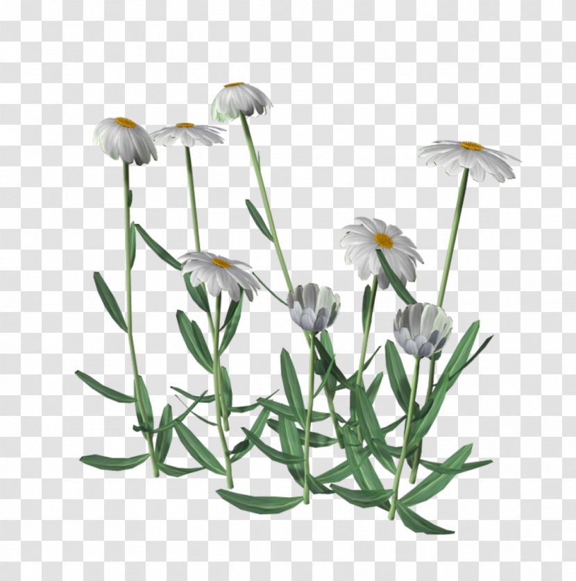 Common Daisy Medicinal Plants Flower Clip Art - Petal Transparent PNG