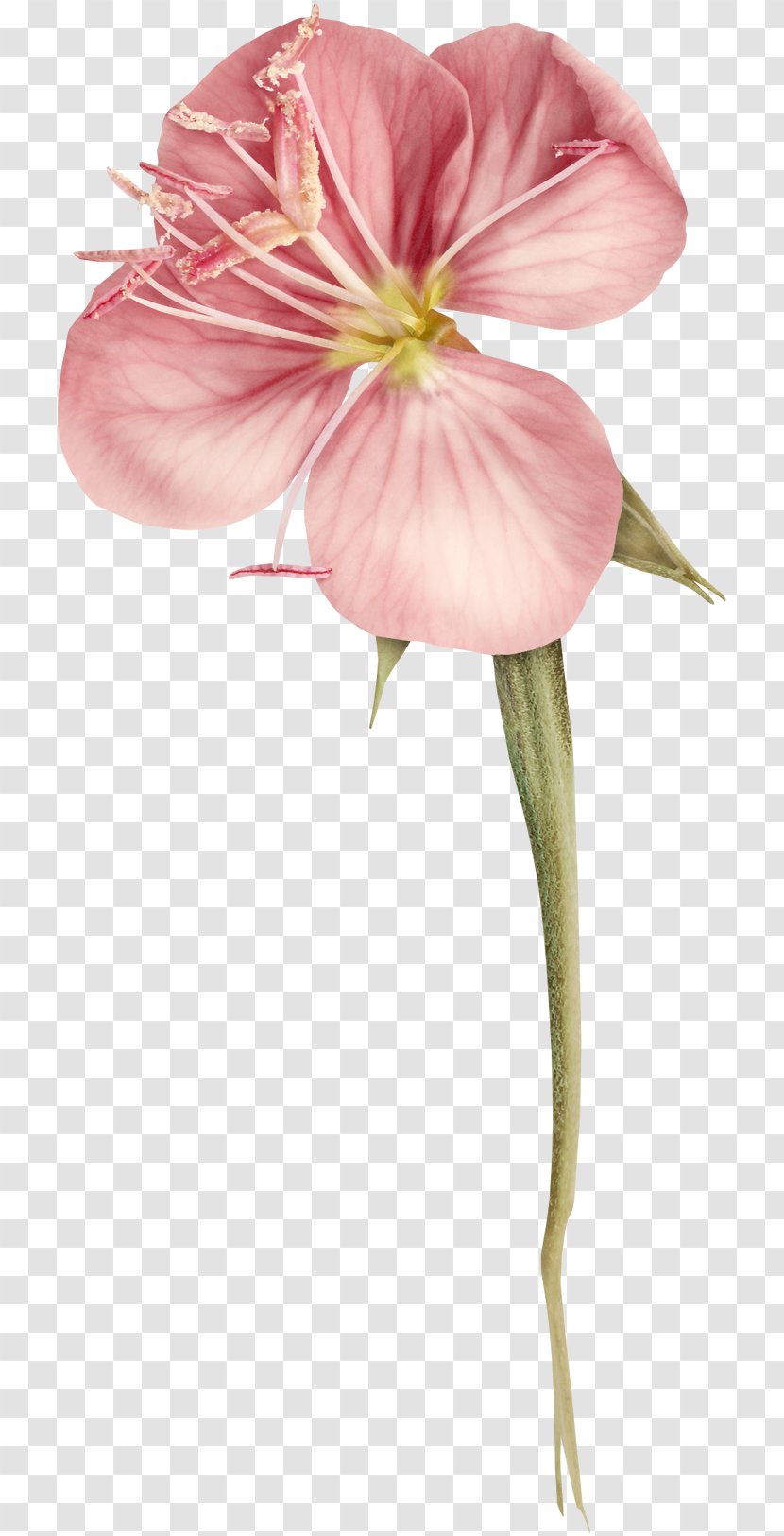 Petal Flower Rose Pink Design - Seed Plant Transparent PNG