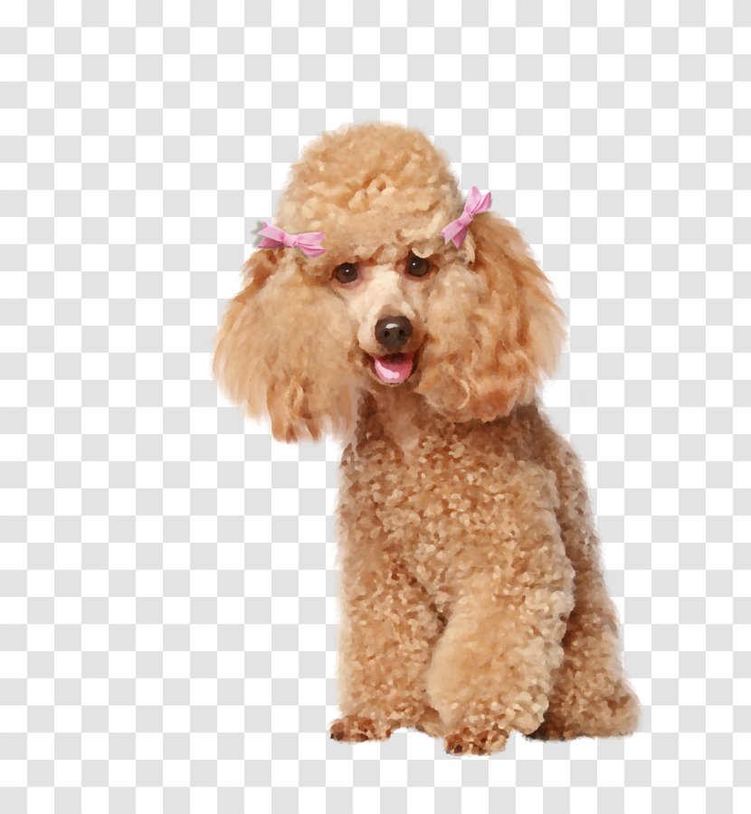 Spanish Water Dog Barbet Curly-coated Retriever Cat Grooming Transparent PNG