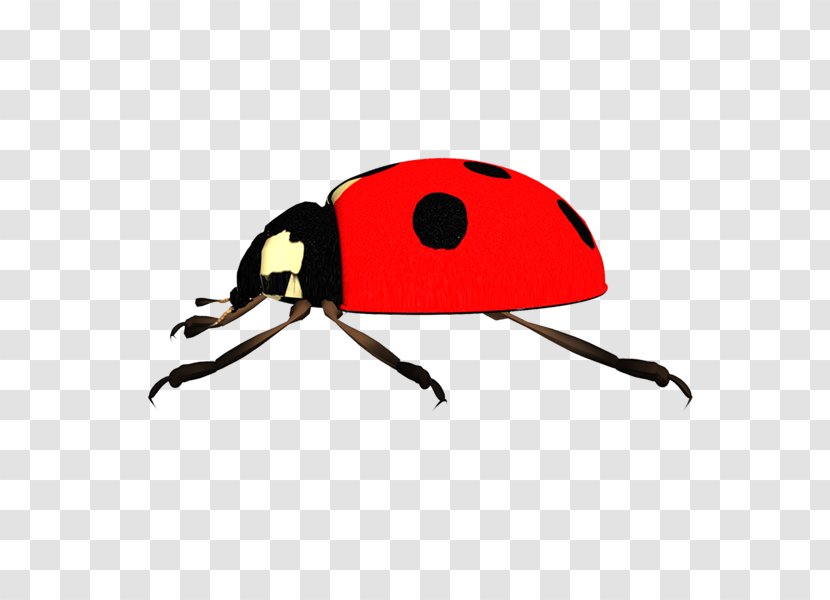 Ladybird Beetle Clip Art - Mariquitas Transparent PNG