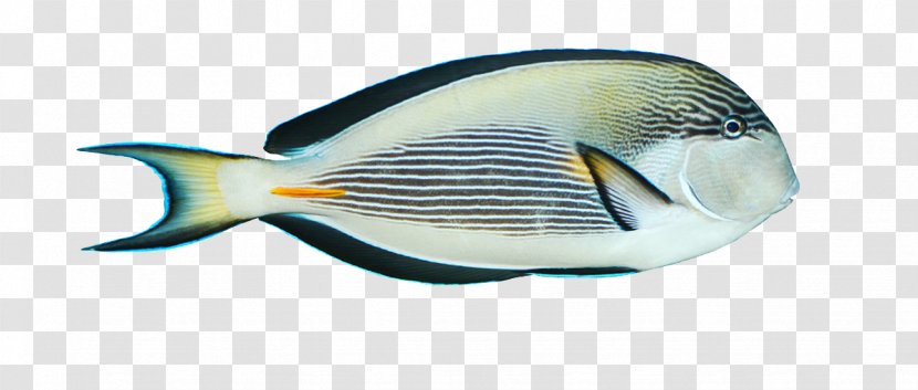 Blue Fish Black - Oily Transparent PNG