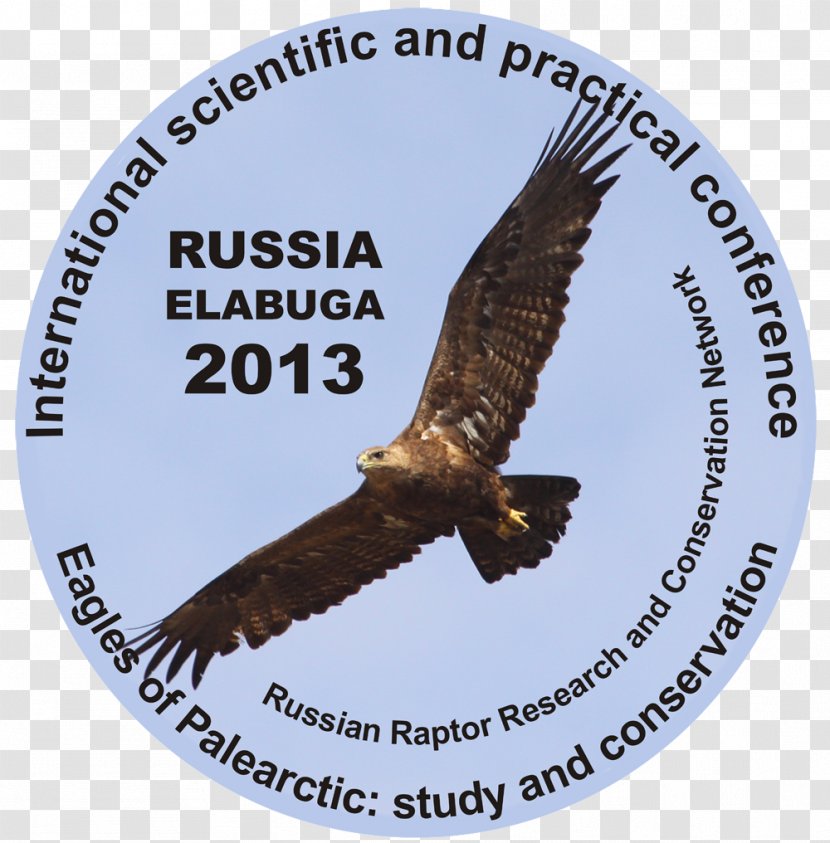 Golden Eagle Palearctic Realm Falconry Altai Krai Transparent PNG