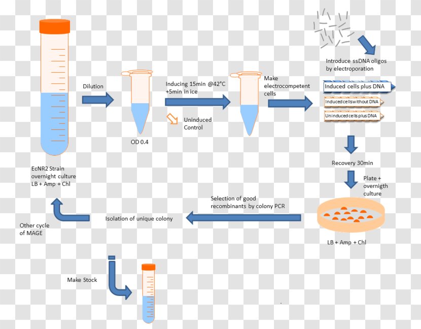 Plasmid International Genetically Engineered Machine Cell E. Coli Bacteria - Diagram - Organization Transparent PNG