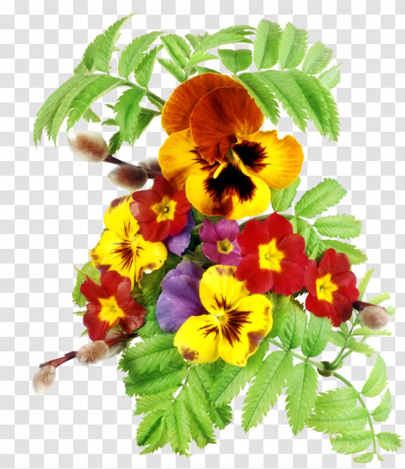 Pansy - Smile - Petal Transparent PNG