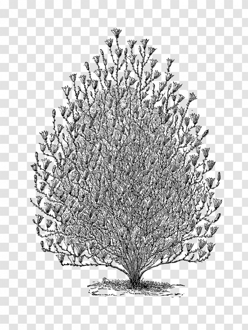 Twig Drawing Pine /m/02csf Line - Woody Plant - Tree Vintage Transparent PNG