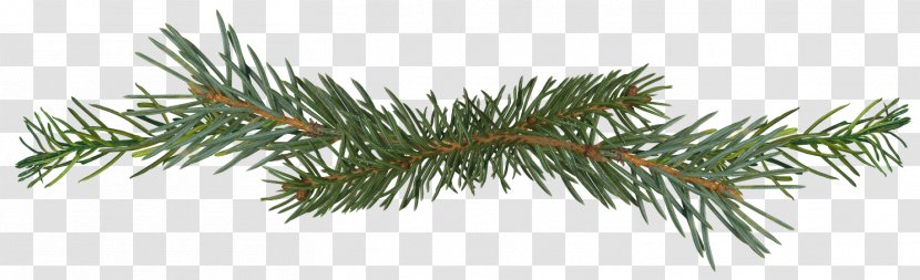 Spruce Pine Conifer Cone Fir Conifers - Shrub - Branches Transparent PNG
