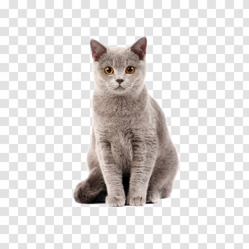 British Shorthair Kitten Dog–cat Relationship Cat Food - Dog Transparent PNG