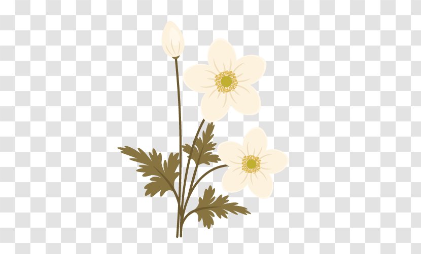 Flower Clip Art Illustration Drawing Chrysanthemum - Windflower Transparent PNG