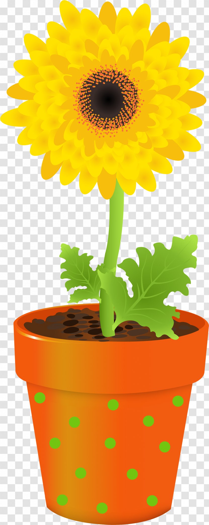 Marigold Flower - Daisy Family - Sunflower Seed Transparent PNG