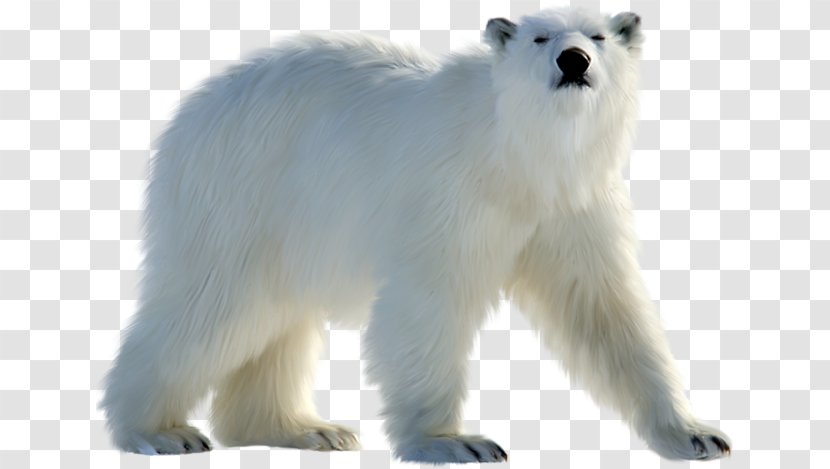Polar Bear Animal Figure Snout - Adaptation Transparent PNG