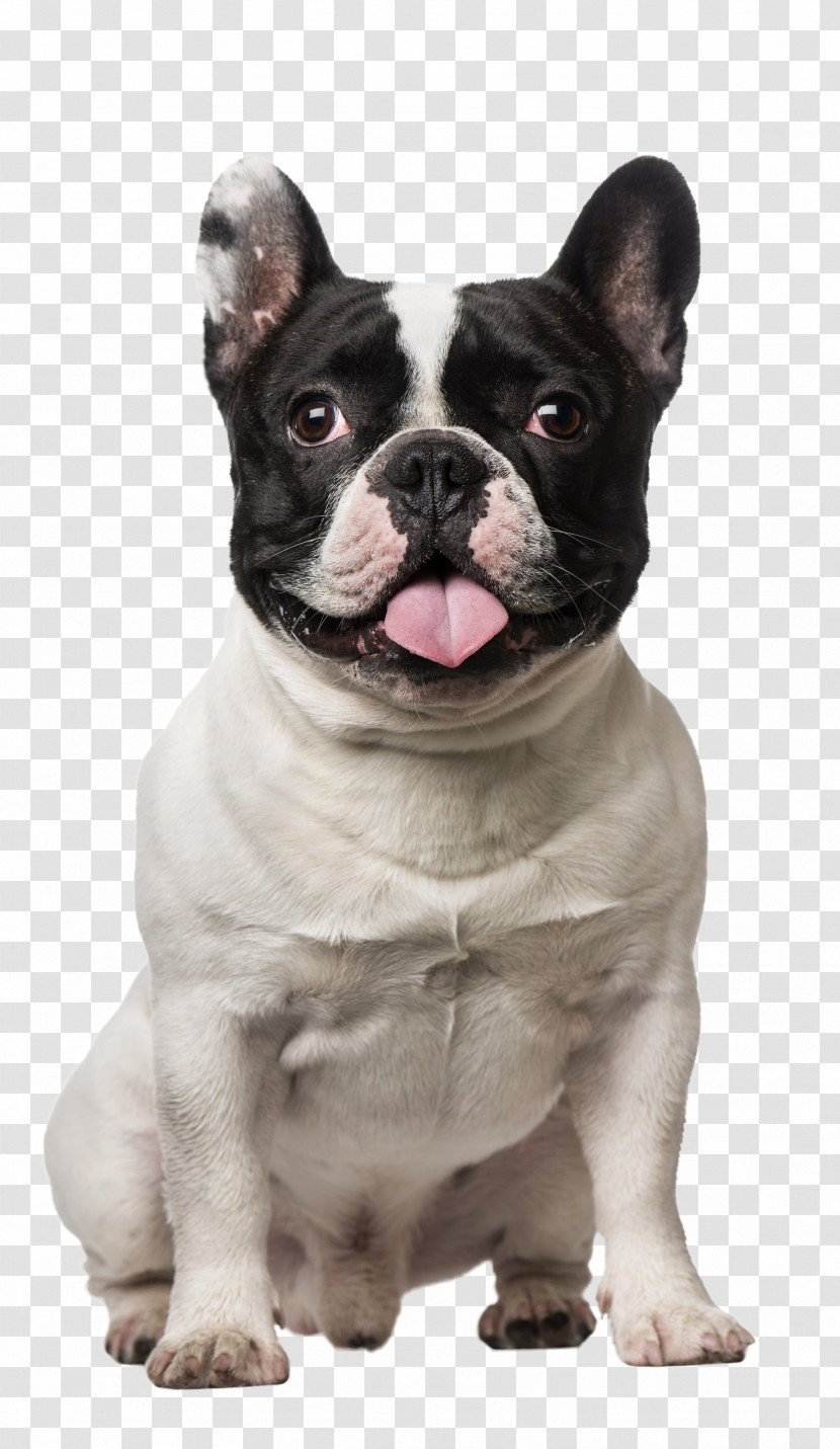 French Bulldog Transparent PNG
