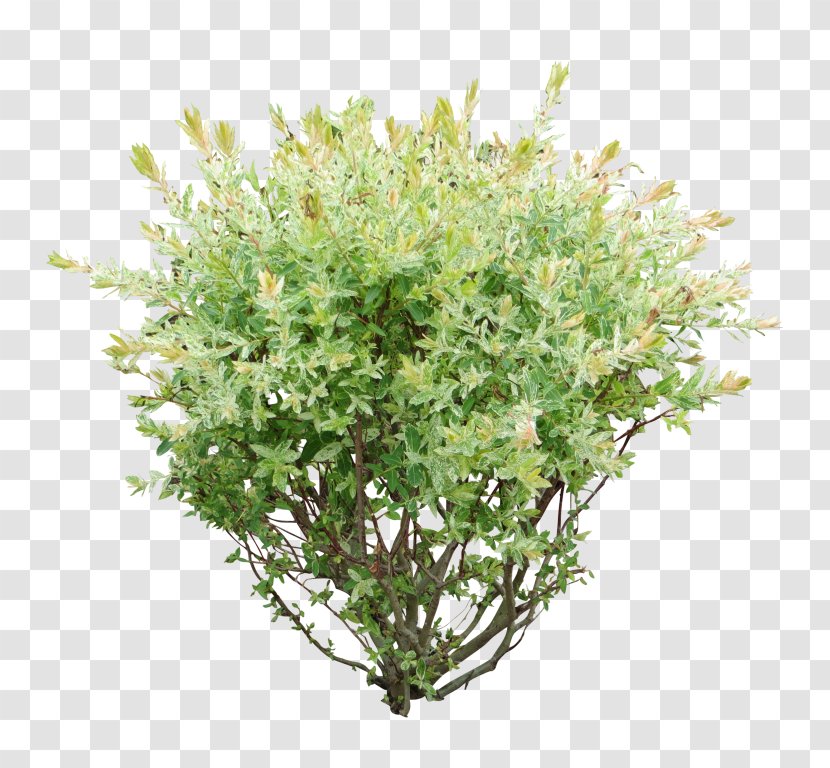Portable Network Graphics Shrub Clip Art Transparency Image - Tree - Baby's Breath Transparent PNG