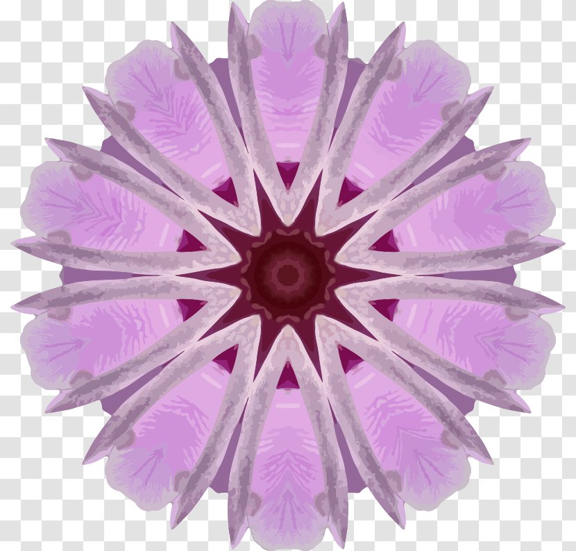 Flower Transvaal Daisy Clip Art - Pink - Orchids Transparent PNG