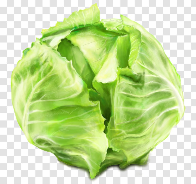 Leaf Vegetable Savoy Cabbage Collard Greens Transparent PNG