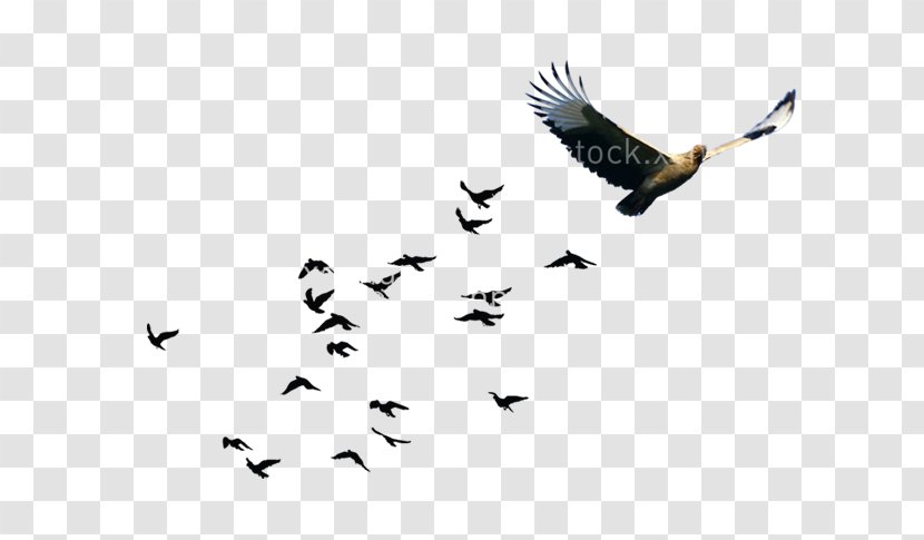 Bird Goose Flock - Common Blackbird - Group Of Birds Transparent PNG