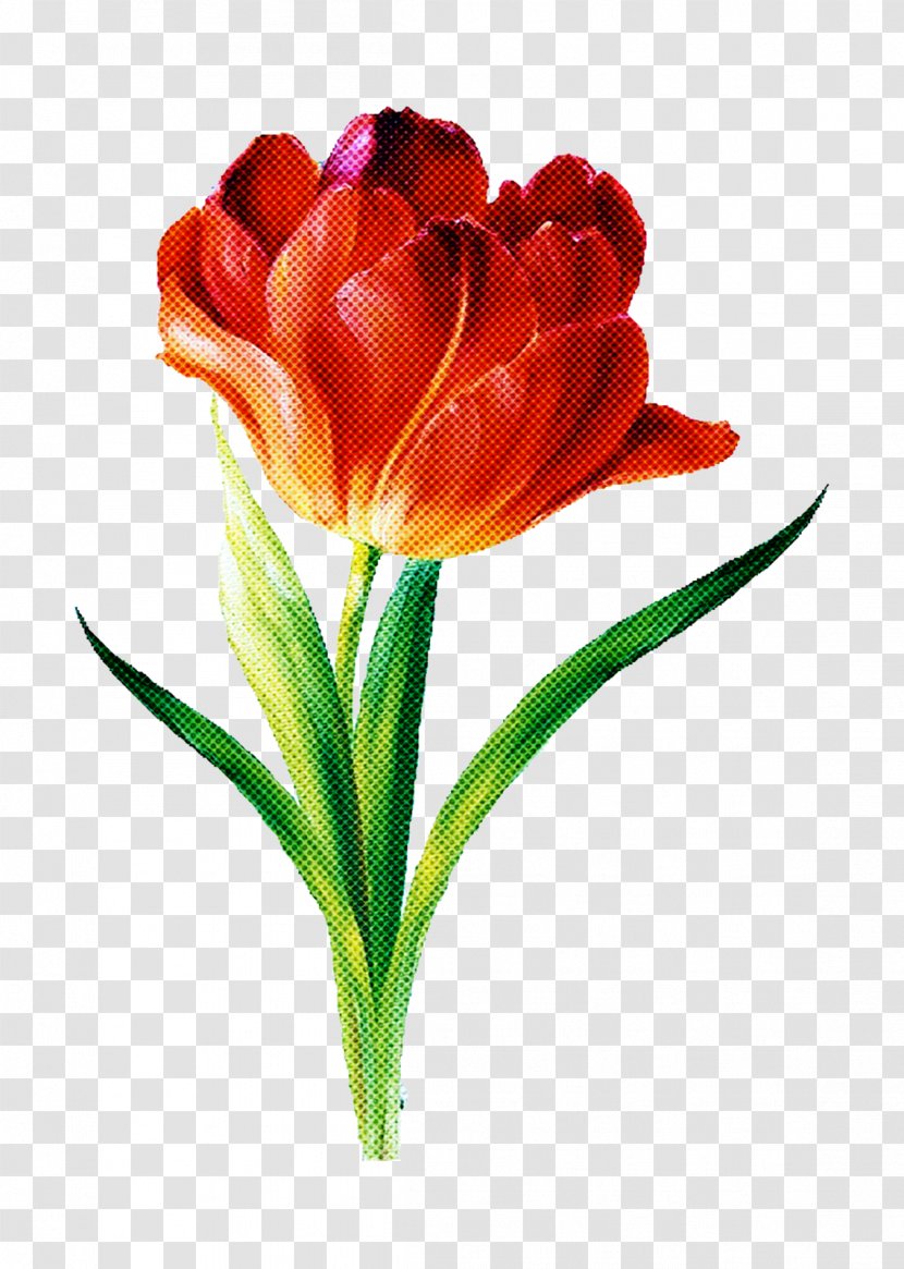 Flower Flowering Plant Petal Cut Flowers Tulip - Lily Family Pedicel Transparent PNG