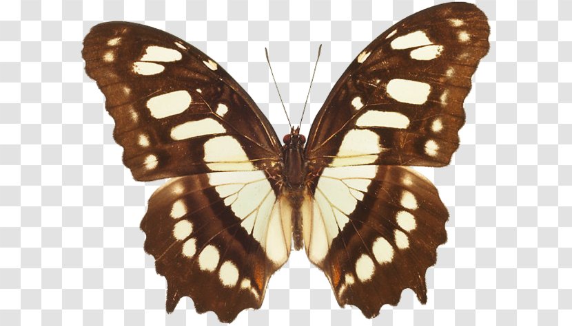 Butterfly Malachite Siproeta Western Pygmy Blue Clip Art - Butterflies And Moths Transparent PNG